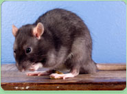 rat control Becontree
