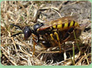 wasp control Becontree