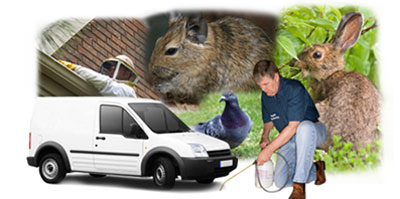 Becontree local van